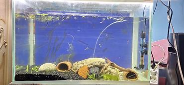 Akvariumlar: Akvaryum komplekti – şirin su üçün - Şüşə akvarium: orta ölçülü — 1
