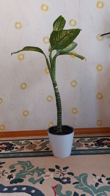 диффенбахия купить: Диффенбахия тропик сноу (Dieffenbachia), комнатное растение в горшке