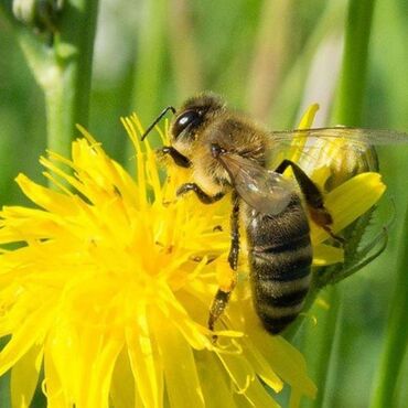 С/х животные и товары: Маточники,пчеломатки, аары пчелы,, матки от элитной немки карника