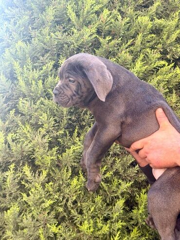 İtlər: Kane-Korso, 2 ay — 18