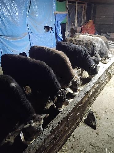 Коровы, быки: Продаю | Бык (самец) | Полукровка | На откорм | Привязанные — 24