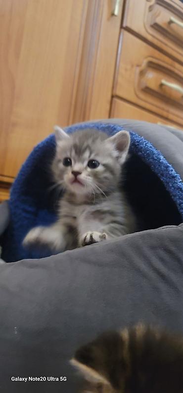 кошка британка: Мама шотландская скоттиш страйт, короткошёрстная Котята смешанные с — 9