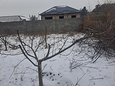 Дрова: Алма-Бак бутайбыз
Обрезка плодовых деревьев — 10
