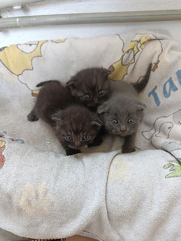 котята свинкс: 1 месяц, Мальчик, Серый, Приучена к лотку — 2