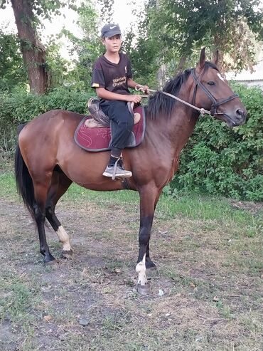 бе ат: Бышты сатылат,буту колу таза,жоош,чуркаганы мыкты,улакка тушо