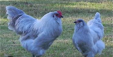 ayam cemani: Xoruz, il: 1, Pulsuz çatdırılma — 2