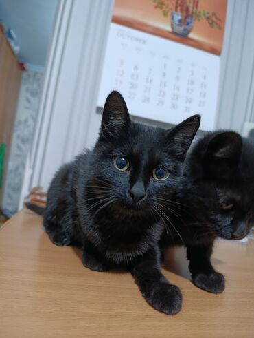 Продажа кошек: Беспородная, 4 месяца, Мальчик, Черный — 8