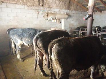 Коровы, быки: Продаю | Бык (самец) | На откорм | Привязанные — 11