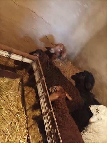 Баран, овца: Продаю | Ягненок | Для разведения — 8