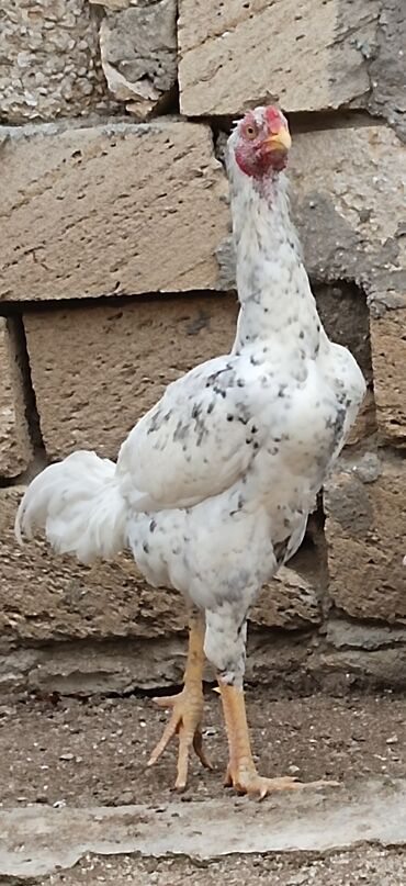 Xoruzlar: Xoruz, Heyratı, il: 1, Ünvandan götürmə — 10