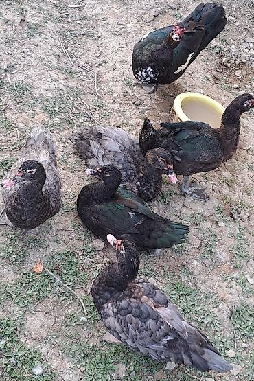 Ördəklər: Erkək, Ətlik, Pulsuz çatdırılma — 3