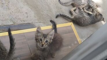 отдам котят в Азербайджан | Коты: Отдаю котят в добрые руки. Пять самцов,им два месяца. Дворовые
