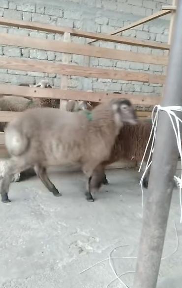 lalafo inek satisi: Qoyunlar – 3 baş - Cins: yerli yağlı quyruq (quyruqlu tip) — 2