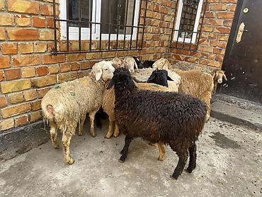 Баран, овца: Продаю | Овца (самка) | Для разведения — 9