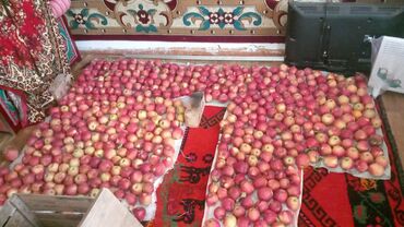 продам яблоко: Яблоки Оптом