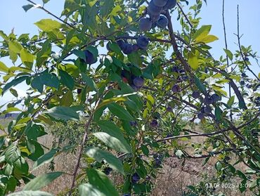 Продажа домов: Дача, 300 м², 2 комнаты, Собственник — 6