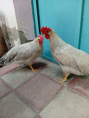 Toyuq, Damazlıq, Ünvandan götürmə