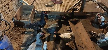 geref qus: LAL ÖRDƏK - Növ: Lal ördək, krasnadar, amerikan sortu (Muscovy — 4