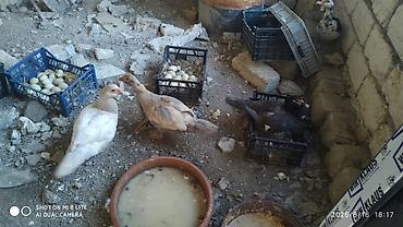 barter xoruz: Salam teserufatda her sort lal ordeylerimiz var 5 gunlukden 1 iline — 5