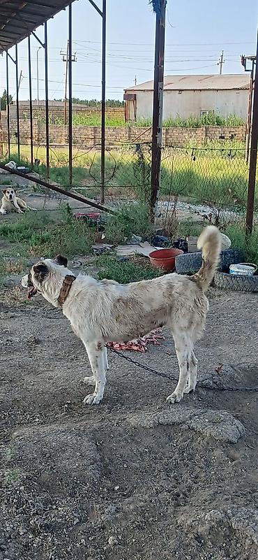 İtlər: Qurdbasar, 2 il, Dişi — 8