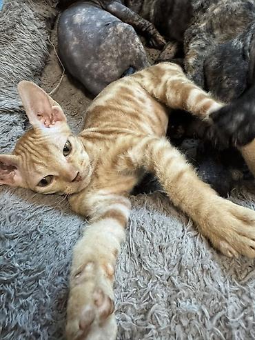 Үй жаныбарлары: Котята породы сфинкс (вероятно, донской/петерболд тип): элегантные — 10