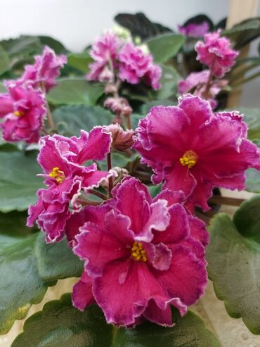 Otaq bitkiləri: Fialka startiorlari 4 azn — 11