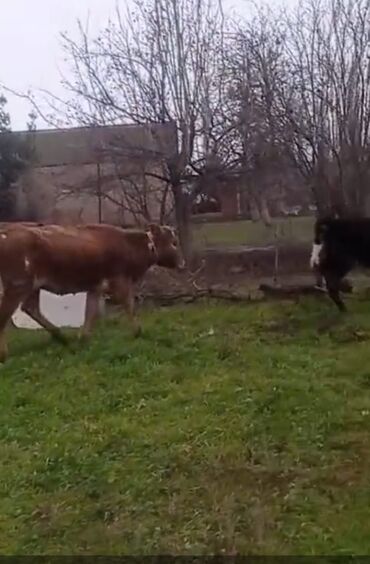 Inəklər, öküzlər: Erkək, il: 1, Damazlıq, Ünvandan götürmə — 2