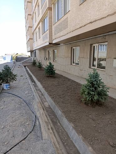 Декоративные деревья: Продаются декоративные хвойные растения 🌿🌲 Мы имеем большой опыт — 7