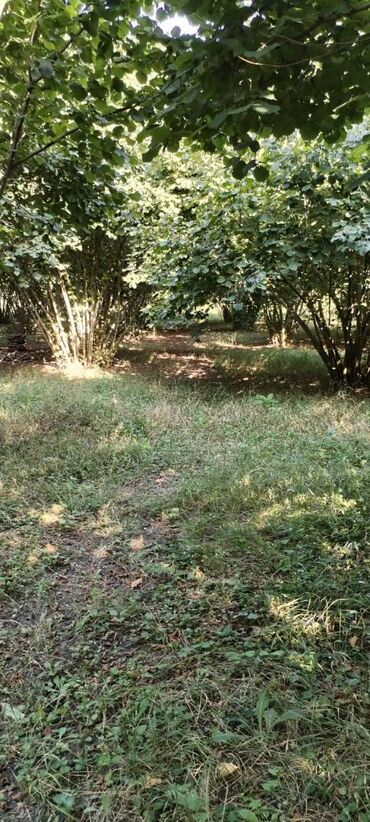 Torpaq sahələrinin satışı: 54 sot, Kənd təsərrüfatı, Kupça (Çıxarış) — 12