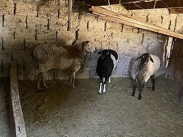 А/ч жаныбарларын сатам: Сатам | Ургаачы кой (ургаачы) — 2