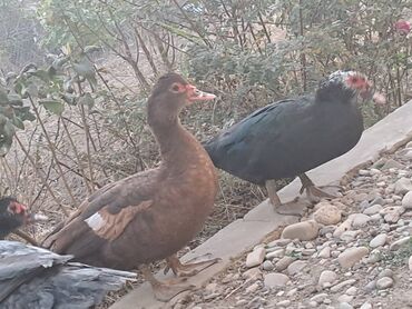 Ördəklər: Lal ördəklər satılır topdan 17 azn .Tək tək qiymətlər — 2