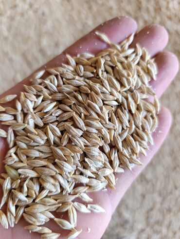 Зерновые культуры: Семена и саженцы Самовывоз