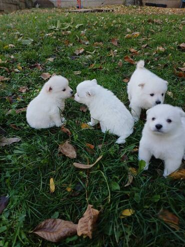 Psi: Nemački špic štenci - majka je naš kućni pas (ima je na slici gde na lalafo.rs — 13 Psi: Nemački špic štenci - majka je naš kućni pas (ima je na slici gde — 13