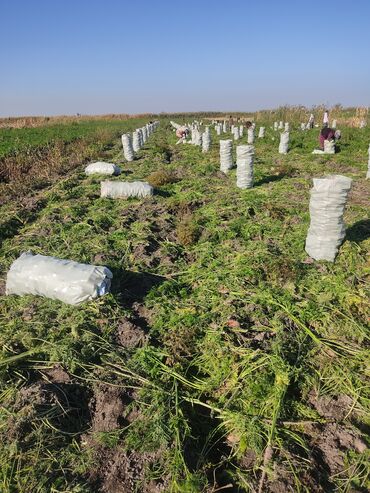 Овощи: Саженцы овощей: Морковь — 4