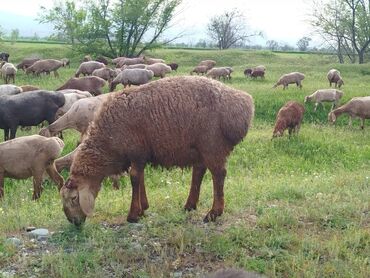 Бараны, овцы: 10-13 баш козу кочкор сатылат баасы келишим турдо