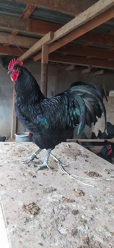 it satisi 2020: Australorp Alman cinsi cücə 4.50 və yumurta 2.50 — 2