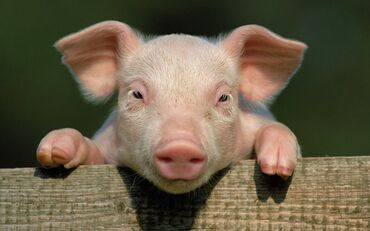 свин: Корм для свиней, самовывоз, бесплатно звонить по номеру