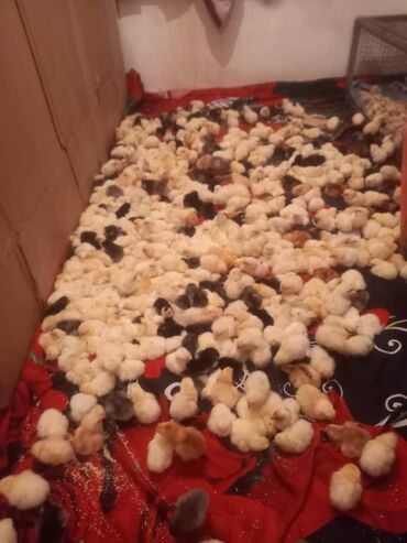 Птицы: Продаю цыплят несушки Хай-лайн соня по 55с а также есть в наличии