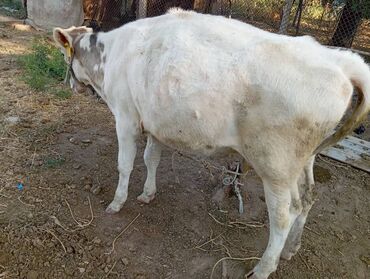 домик для животных: Башка а/ч жаныбарлары lalafo.kg да домик для животных: Башка а/ч жаныбарлары