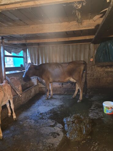 ivanovka inəkləri: Dişi, il: 4, Ətlik, Damazlıq, Südlük, Ödənişli çatdırılma, Ünvandan götürmə, Rayonlara çatdırılma