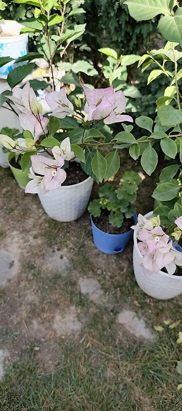 Другие садовые цветы и кустарники: САЖЕНЦЫ многолетников самшита (разные сорта) кустарников магнолии at lalafo.kg — 19 Другие садовые цветы и кустарники: САЖЕНЦЫ многолетников самшита (разные сорта) кустарников магнолии — 19