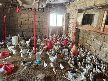 Digər quşlar: Tam kənd cücələridir 1 ayliqdan 2 ay 20 günə kimi var razilaşmaq lalafo.az -da Digər quşlar: Tam kənd cücələridir 1 ayliqdan 2 ay 20 günə kimi var razilaşmaq
