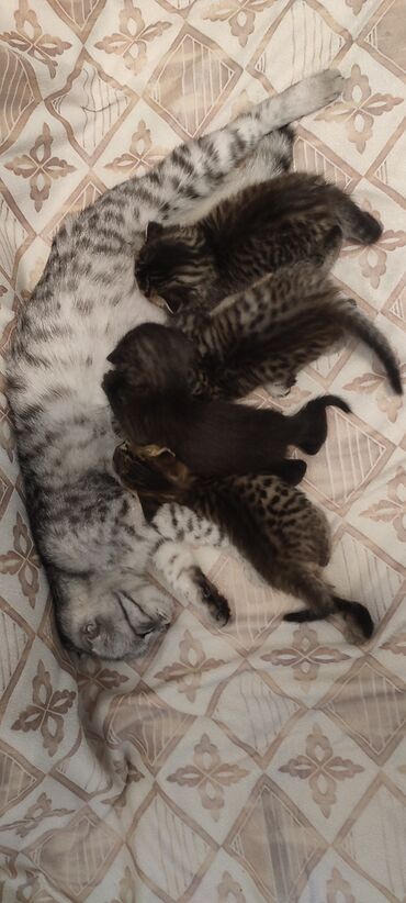 коты ош: Шотландские котята Родились 23 апреля.Фото родителей прилагается