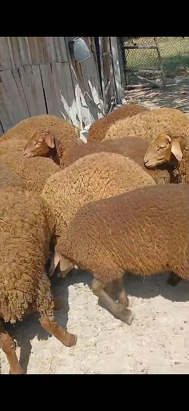 ətlik dovşan: Erkək,Dişi Quzular Satılır📍Diri Çəkisi 10manatdan stitqasız,diri — 2