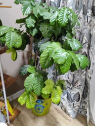 семена огурцов бишкек: Кофейное дерево Представляем вам великолепное Кофейное дерево (Coffea