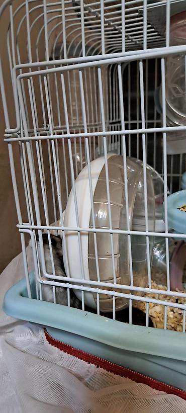 heyvan sikisi: Hamster üçün tam dəst qəfəs - Rəng: açıq mavi altlıq, ağ barmaqlıq - — 2