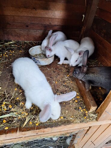 Ostale životinje: Domaci mladi zecevi na prodaju 600.din komad