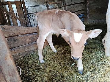 Коровы, быки: Продаю | Тёлка | На откорм — 5