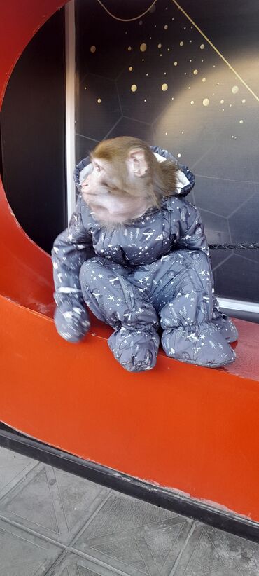 Digər heyvanlar: Tayson adlı meymun satılır. Ağıllışirindi. Kim isdəsə yazsın — 10