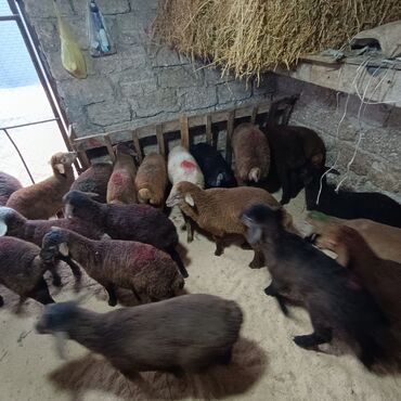 Qoyunlar, qoçlar: Salam aleyküm 215 mantdan 240 manata kimi deyişlir saxlamlqa yararlı — 1